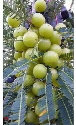 Chamunda Greens Amla Plant(Pack of 1)