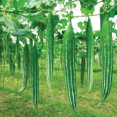 AloGardening SNAKE GOURD Seed(20 per packet)