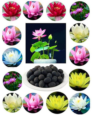NooElec Seeds India Organic Dwarf Lotus 15 Seeds Pack- Aquatic Plant Seed(15 per packet)