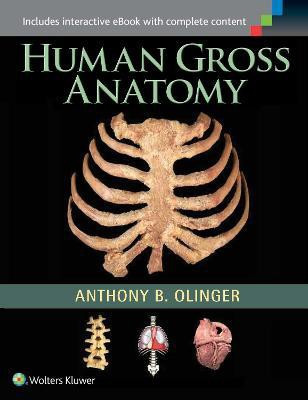 Human Gross Anatomy(English, Paperback, Olinger Anthony B.)