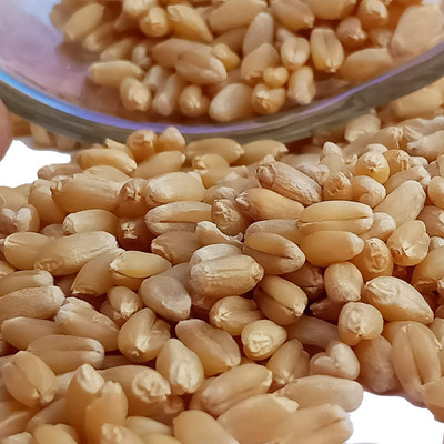 SundarLaxmi MP Sharbati Wheat Fresh from Farms | No Preservatives | Gehu |Sortex Clean Whole Wheat(2 kg)