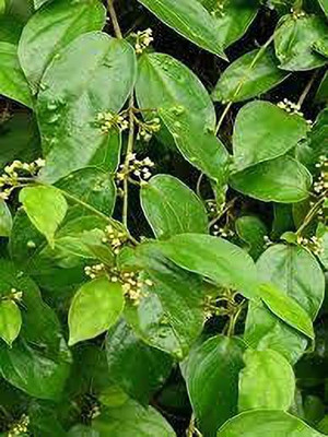 Aquinnah Gurmar Plant(Hybrid, Pack of 1)