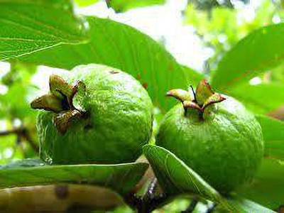 PlantsMart Guava Plant(Hybrid, Pack of 1)