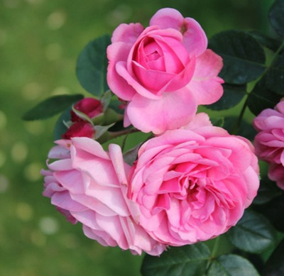 Cloud Farm Indian Rose Chestnut Plant(Hybrid, Pack of 1)