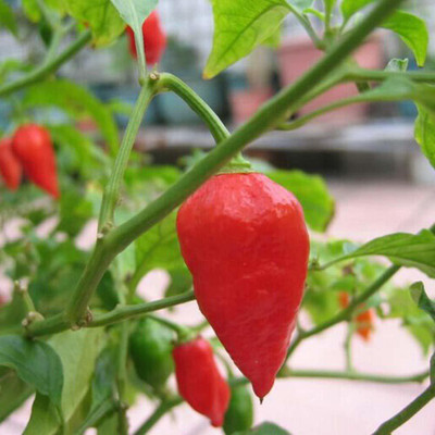 Cloud Farm Chilli Seeds Seed(100 per packet)