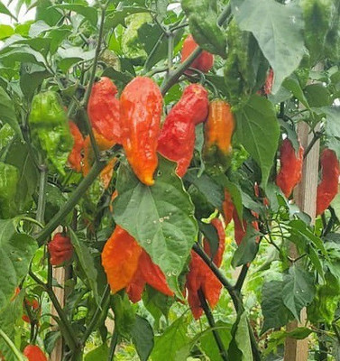 Cloud Farm Chilli Seeds Seed(100 per packet)