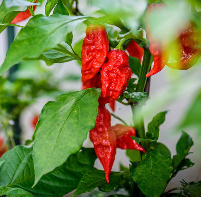 Cloud Farm Chilli Seeds Seed(100 per packet)