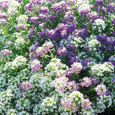 NooElec Seeds India Alyssum Flower Seeds - Magic Circle Mix - 30 Seed(30 per packet)