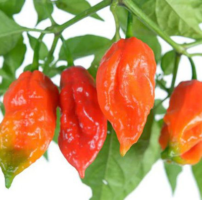 Cloud Farm Chilli Seeds Seed(100 per packet)