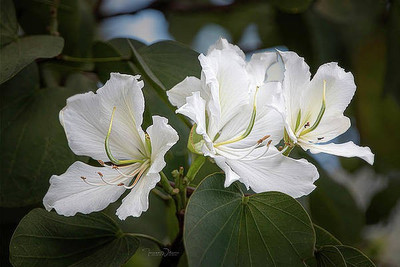 AloGardening Bauhinia Seed(10 per packet)