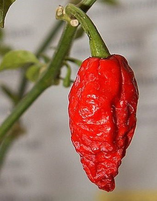 Cloud Farm Chilli Seeds Seed(100 per packet)