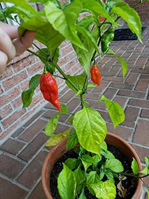 Cloud Farm Chilli Seeds Seed(100 per packet)