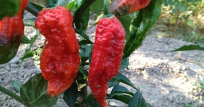 Cloud Farm Chilli Seeds Seed(100 per packet)