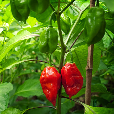 Cloud Farm Chilli Seeds Seed(100 per packet)