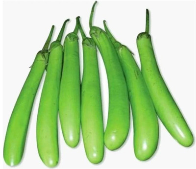 XOLDA Brinjal Green long Seed(47 per packet)