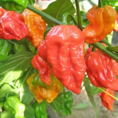 Cloud Farm Chilli Seeds Seed(100 per packet)