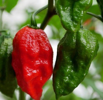 Cloud Farm Chilli Seeds Seed(100 per packet)