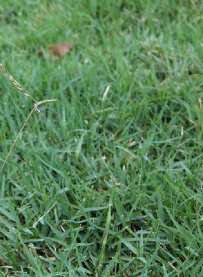 LYRS Bermuda Lawn Grass Seed For Planting - 1000 Seed(1000 per packet)