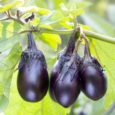 Gromax India |F1 Hybrid Brinjal Black Round Vegetable For Home Gardening Pack Of 40 Seed(40 per packet)