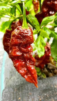 Cloud Farm Chilli Seeds Seed(100 per packet)