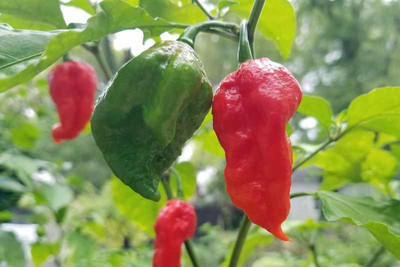 Cloud Farm Chilli Seeds Seed(100 per packet)