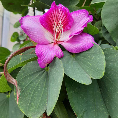 MondalNursery Bauhinia Seed(10 per packet)