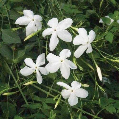 AquinnahGaden Jasmine Plant(Hybrid, Pack of 1)