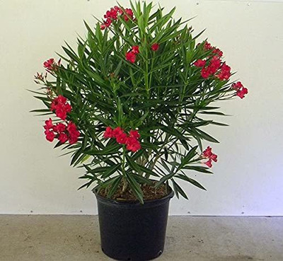GreenyOn Oleander Plant(Hybrid, Pack of 1)
