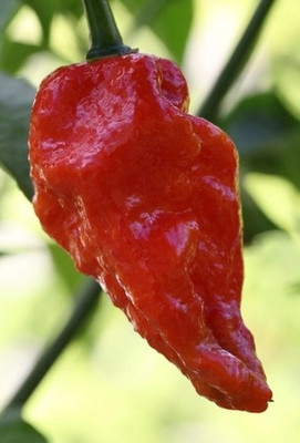 Cloud Farm Chilli Seeds Seed(90 per packet)