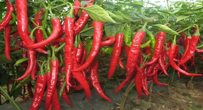 Cloud Farm Chilli Seeds Seed(90 per packet)