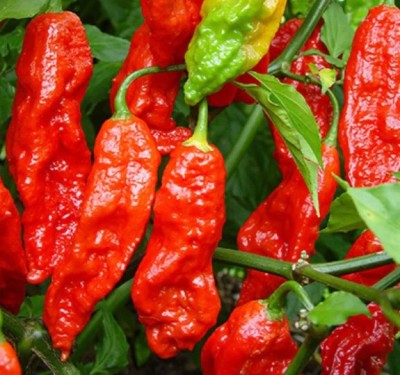 Cloud Farm Chilli Seeds Seed(100 per packet)