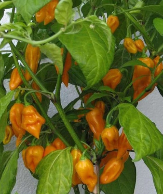 Cloud Farm Chilli Seeds Seed(90 per packet)