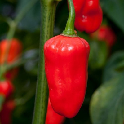 Cloud Farm Chilli Seeds Seed(100 per packet)