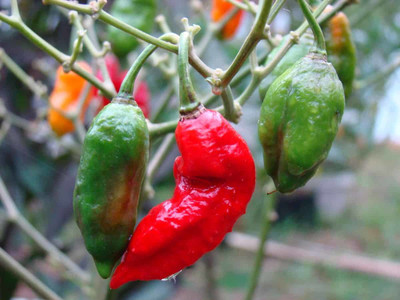 Cloud Farm Chilli Seeds Seed(100 per packet)