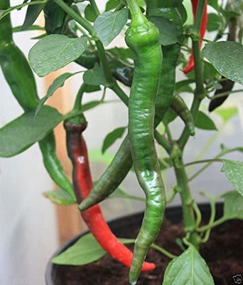 Cloud Farm Chilli Seeds Seed(100 per packet)