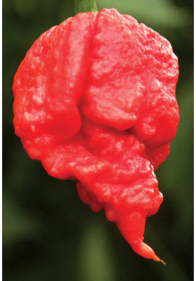 Cloud Farm Chilli Seeds Seed(100 per packet)