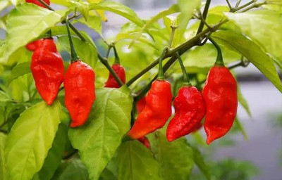 Cloud Farm Chilli Seeds Seed(90 per packet)