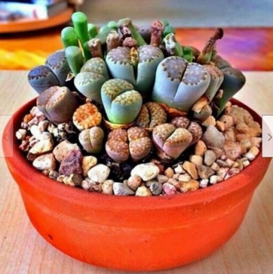 Srushtitraders RARE Lithops MIX succulent cactus EXOTIC living stones desert rock seed 50 SEEDS Seed(20 per packet)