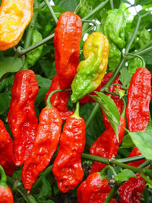 Cloud Farm Chilli Seeds Seed(90 per packet)