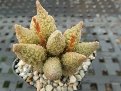 Srushtitraders Adromischus marianiae hybrid15 Succulent Cactus Plant seeds Seed(20 per packet)