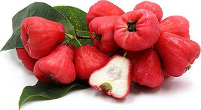 Bijaya Online Store Water Apple Plant Seed(1 per packet)