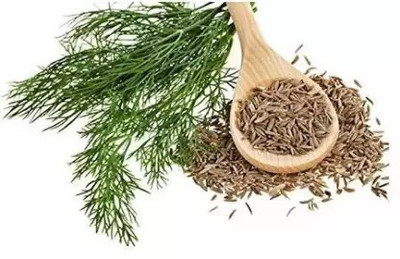 MAA Dill, Soya Seed(30 per packet)