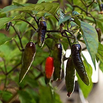 Cloud Farm Chilli Seeds Seed(100 per packet)