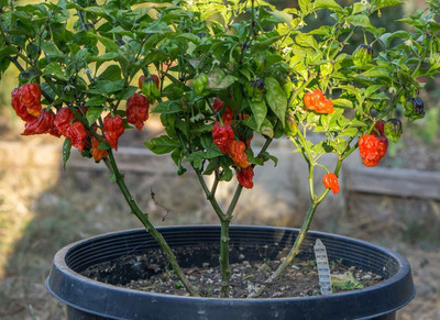 Cloud Farm Chilli Seeds Seed(90 per packet)