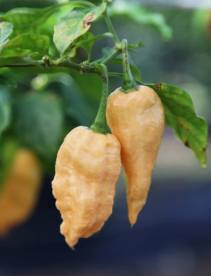 Cloud Farm Chilli Seeds Seed(90 per packet)