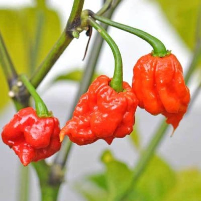 Cloud Farm Chilli Seeds Seed(100 per packet)