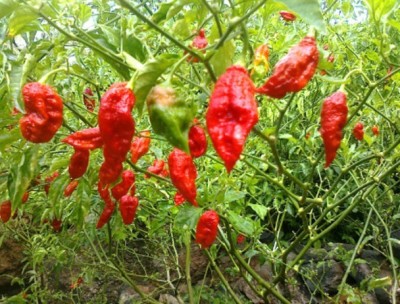 Cloud Farm Chilli Seeds Seed(90 per packet)