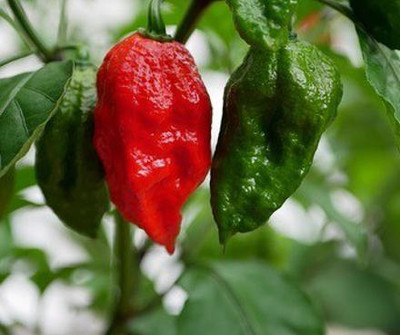 Cloud Farm Chilli Seeds Seed(90 per packet)