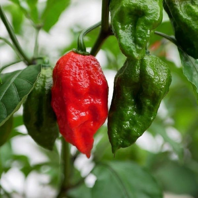 Cloud Farm Chilli Seeds Seed(100 per packet)