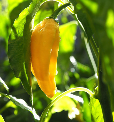 Cloud Farm Chilli Seeds Seed(90 per packet)